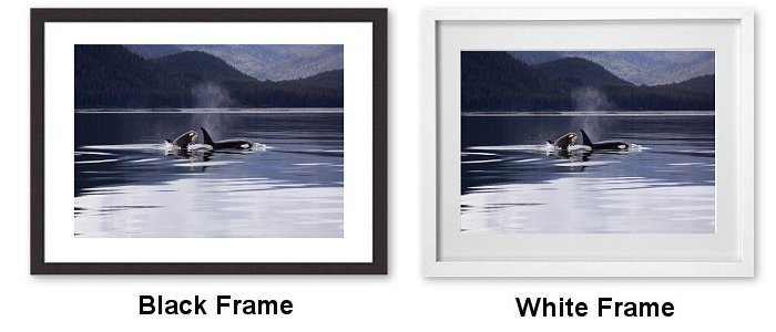Killer Whales Framed Print